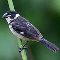 Rusty-collared Seedeater