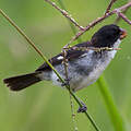 White-bellied Seedeater