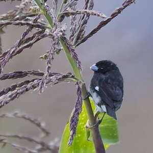 papa-capim-preto-e-branco (Sporophila luctuosa)