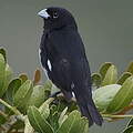 Black-and-white Seedeater