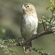 Parrot-billed Seedeater