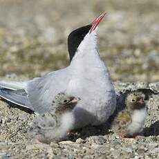 Sterne arctique