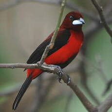 Tangara à dos rouge