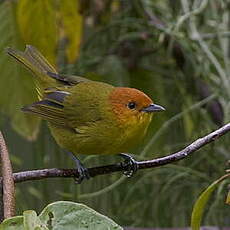 Tangara à ventre jaune