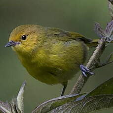 Tangara à ventre jaune