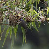 Tangara barbouillé