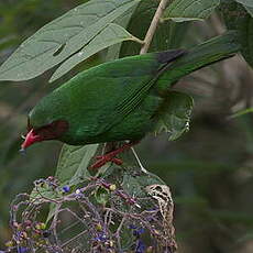 Tangara de Rieffer