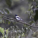 Tangara pillurion