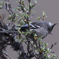 Taurillon gris