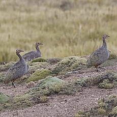 Tinamou quioula