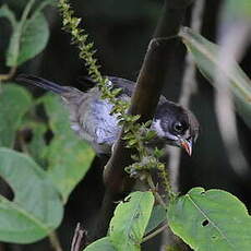 Tohi leucoptère