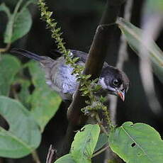 Tohi leucoptère