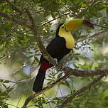 Toucan à carène