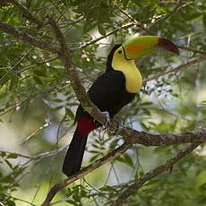 Toucan à carène