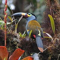 Toucan montagnard