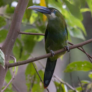 Toucanet à ceinture bleue