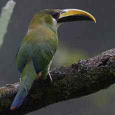 Toucanet émeraude