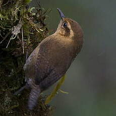 Troglodyte montagnard