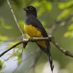 Trogon à tête noire