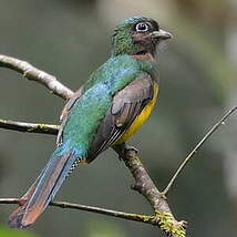 Trogon aurore