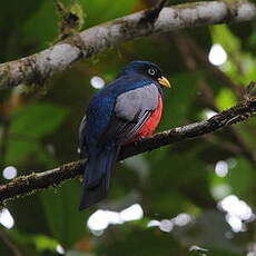 Trogon aux yeux blancs