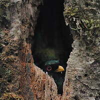 Trogon montagnard