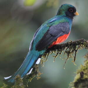 Trogon montagnard