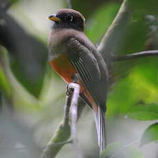 Trogon rosalba