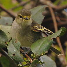 Tyranneau à face d'or