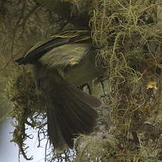 Tyranneau à face d'or