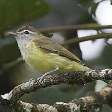 Viréo à calotte brune