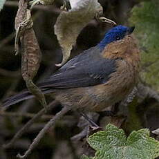 Xénodacnis mésange