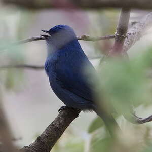 Xénodacnis mésange