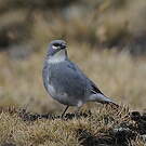 Idiopsar leucoptère