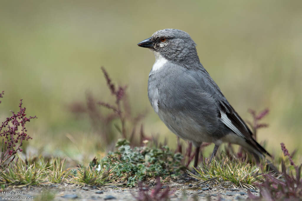 Idiopsar leucoptère adulte, identification
