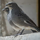 Idiopsar leucoptère