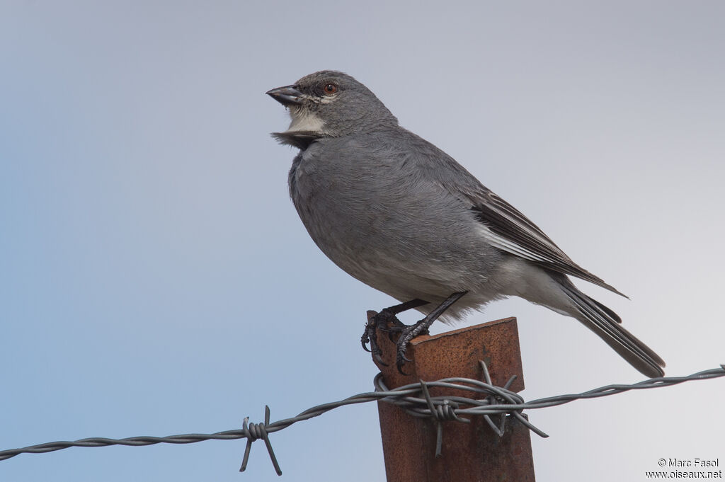 Idiopsar leucoptère