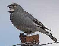 Idiopsar leucoptère