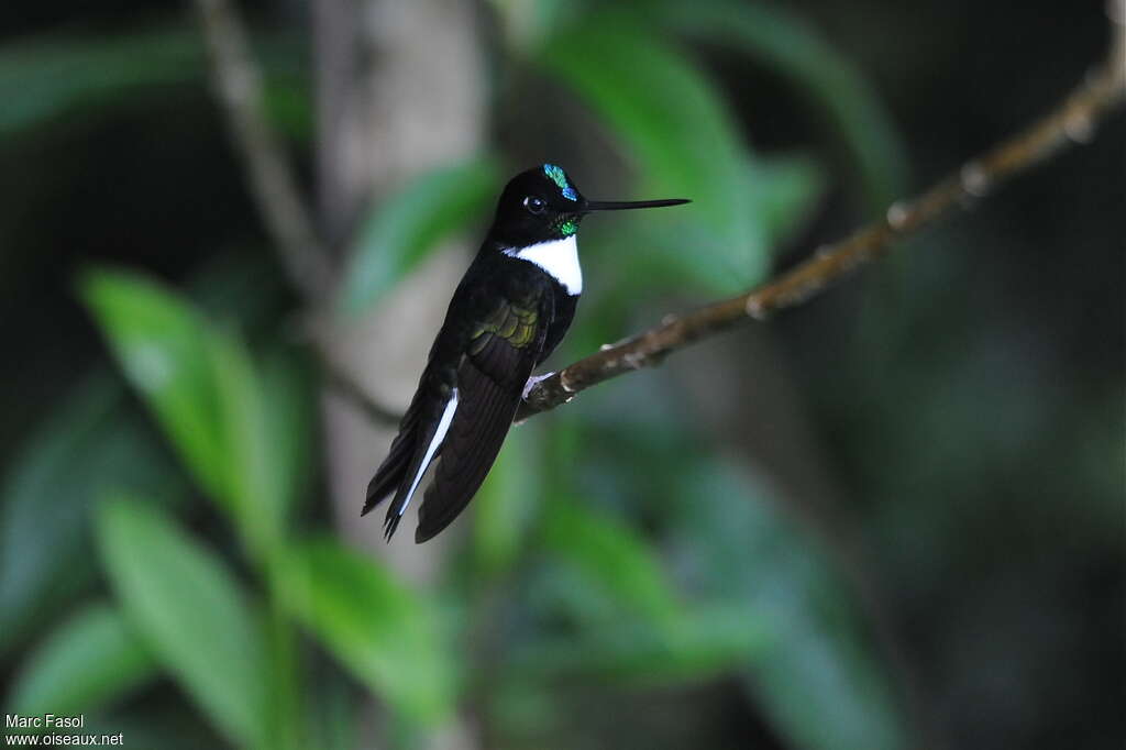 Collared Inca male adult breeding, identification