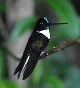 Collared Inca