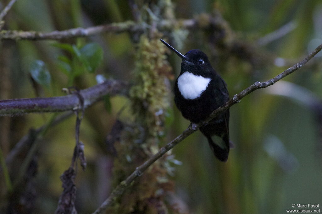 Collared Incaadult, identification