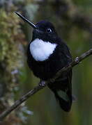 Collared Inca