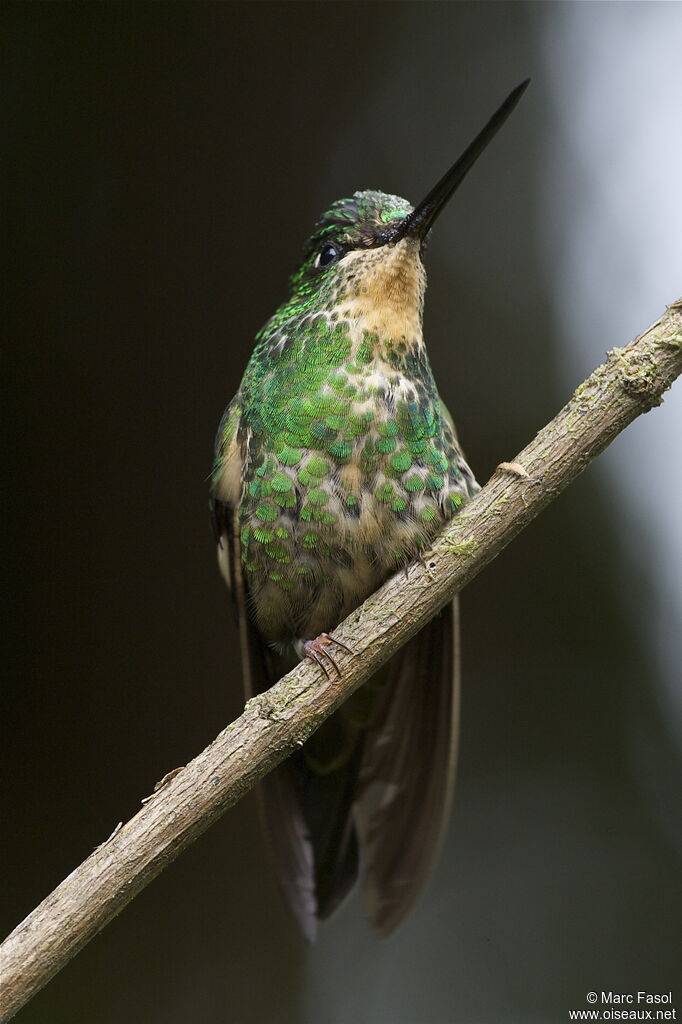 Inca à gemme bleue femelle adulte, identification