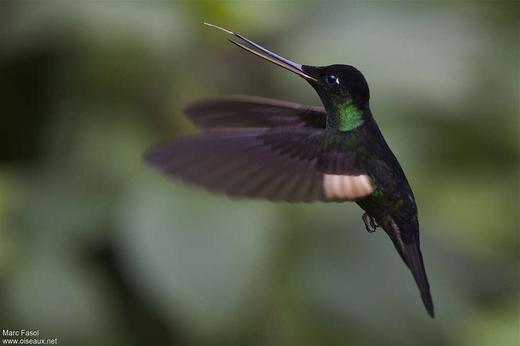 Buff-winged Starfrontlet male adult, Flight