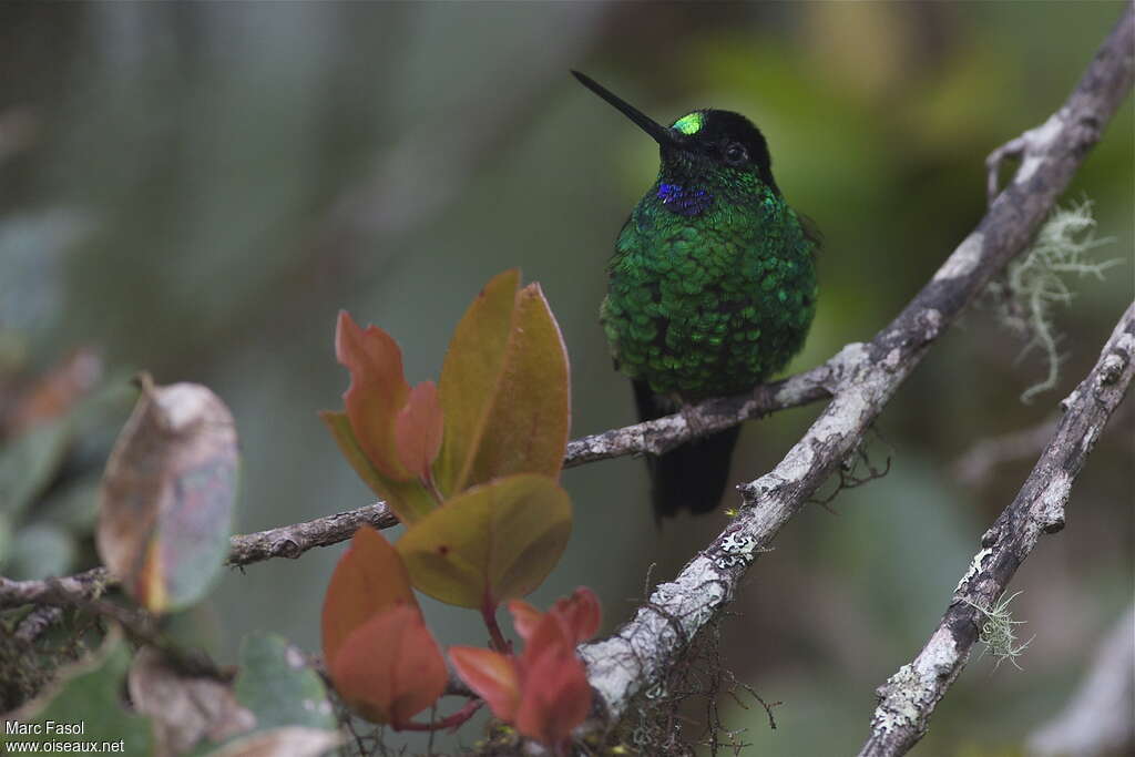 Buff-winged Starfrontlet male adult, close-up portrait