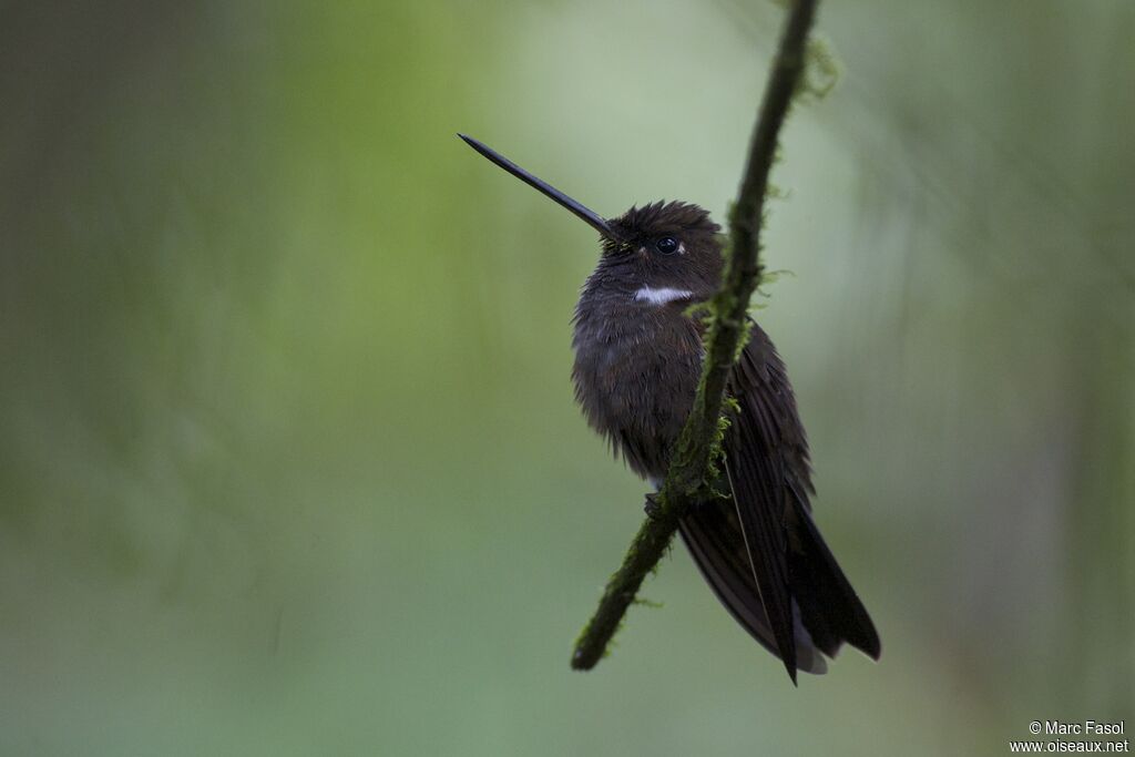 Brown Incaadult, identification