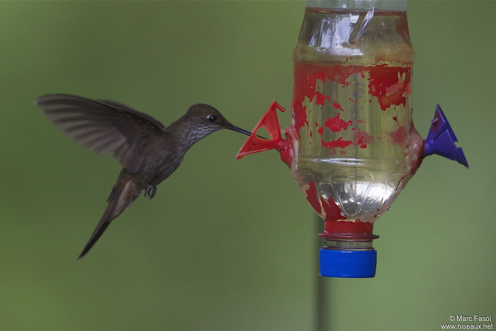 Bronzy Incaadult, Flight, feeding habits