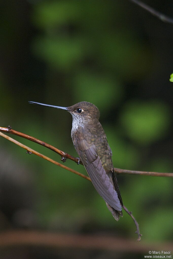 Inca célesteadulte, identification