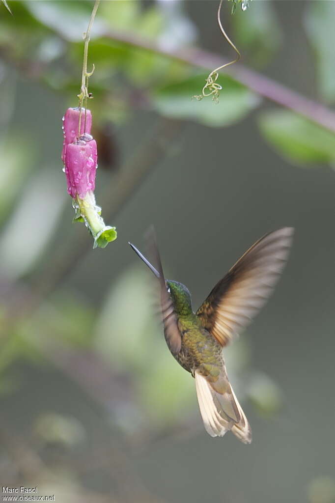 Violet-throated Starfrontlet male adult breeding, Flight, eats