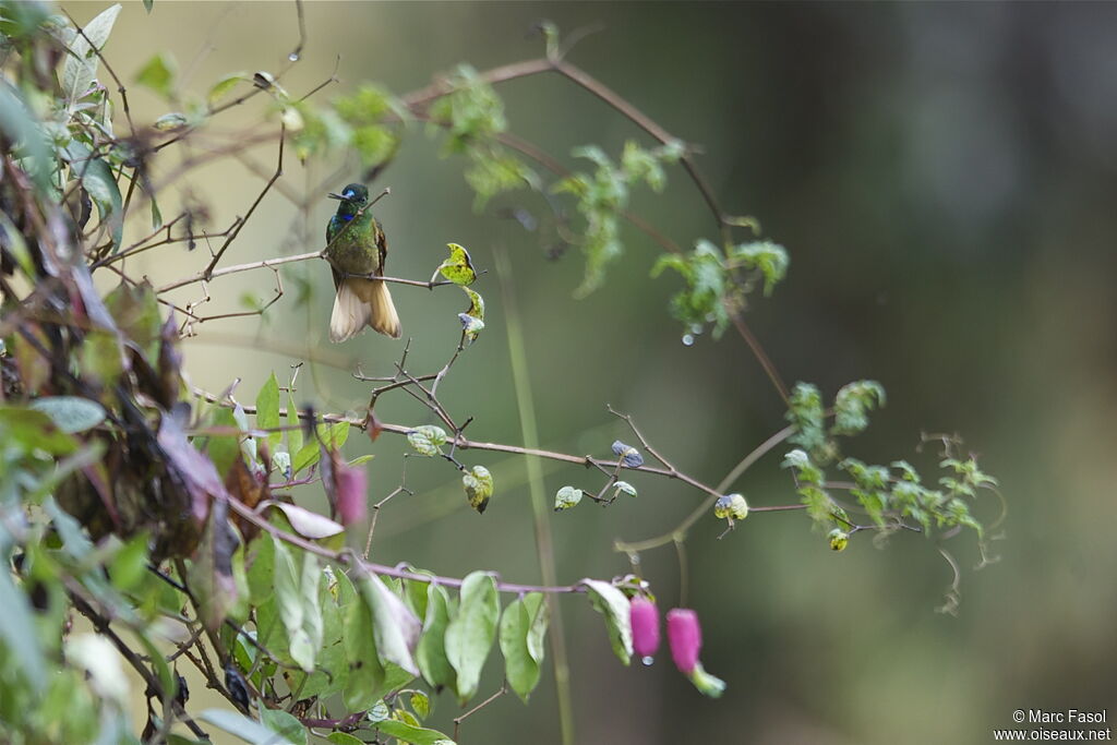 Inca violifère mâle adulte nuptial, identification